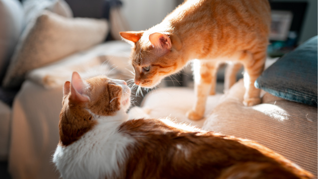 Kedi, kediyi böyle tanıyormuş!
