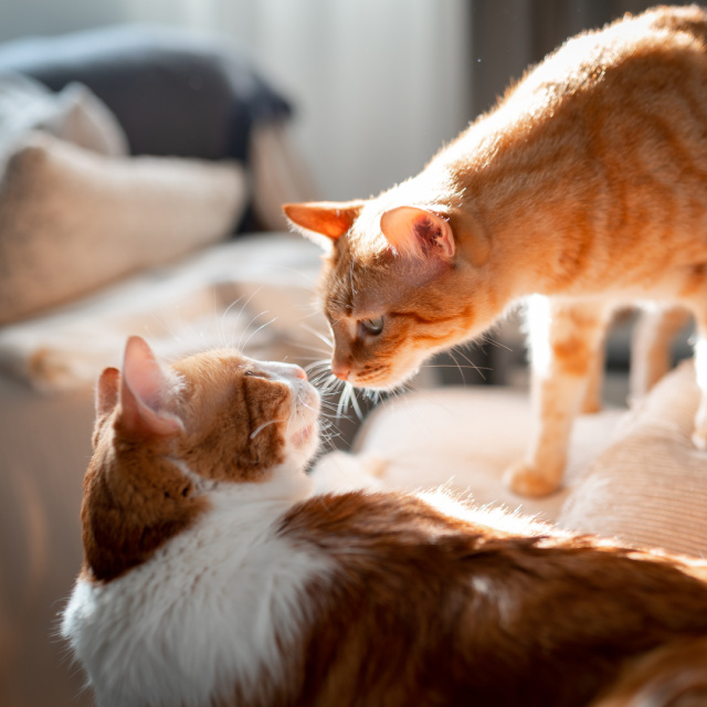 Kedi, kediyi böyle tanıyormuş!