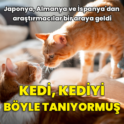 Kedi, kediyi böyle tanıyormuş!