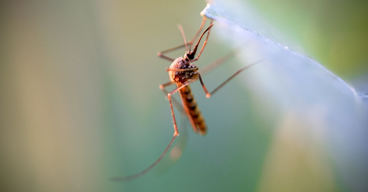 Greece Issues Mosquito Warning as West Nile Virus Cases Surge - News Directory 3