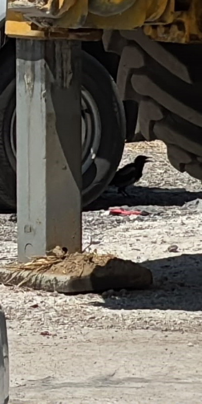 Minibüs altında saksağan