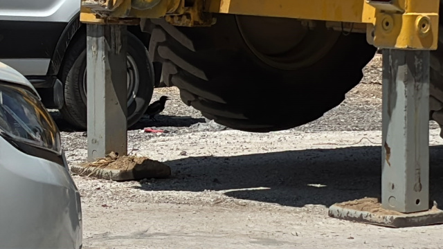 Minibüs altında saksağan