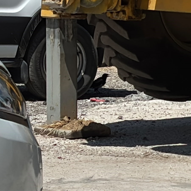 Minibüs altında saksağan