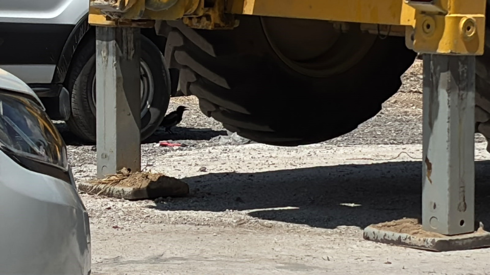 Minibüs altında saksağan