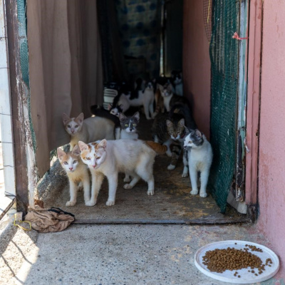 Evden 100 kedi çıktı