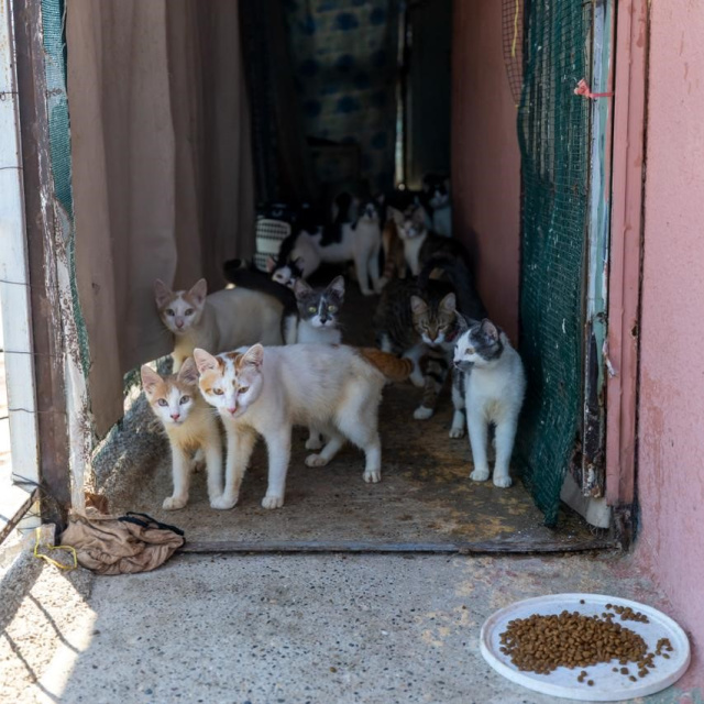 Evden 100 kedi çıktı