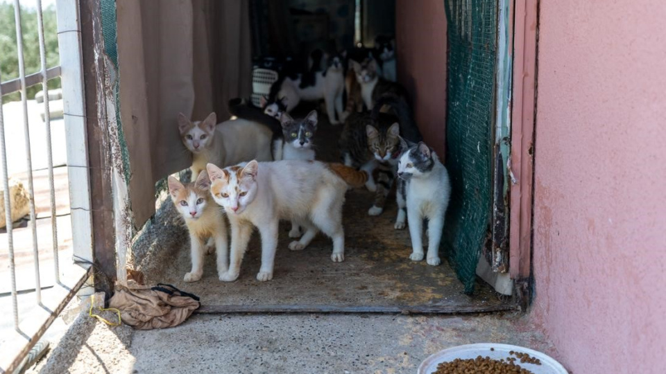 Evden 100 kedi çıktı