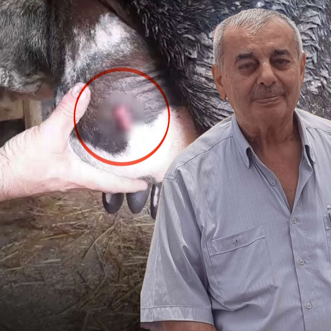 Ayva Ağacının Kestiği Tartışmada İnek de Yaralandı: Samsun'da Ölüm Listesi