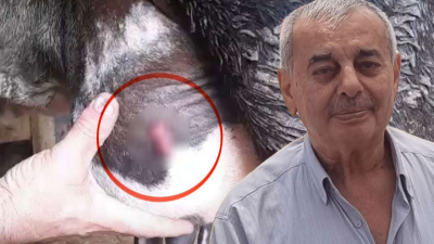 Ayva dalı cinayetinde kurşunlardan biri inekten çıktı