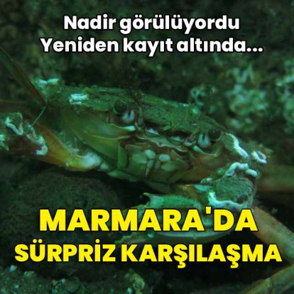 Marmara'nın derinliklerinde sürpriz karşılaşma