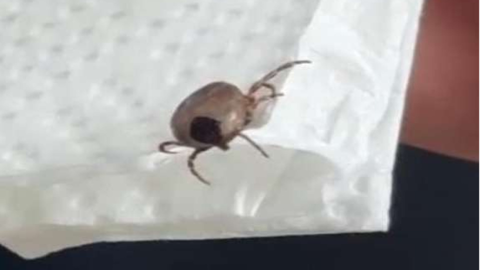 Kulak ağrısı diye gitti, kulağından kene çıktı!