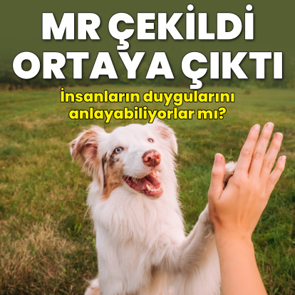 Köpekler insanların duygularını ayırt edebiliyor