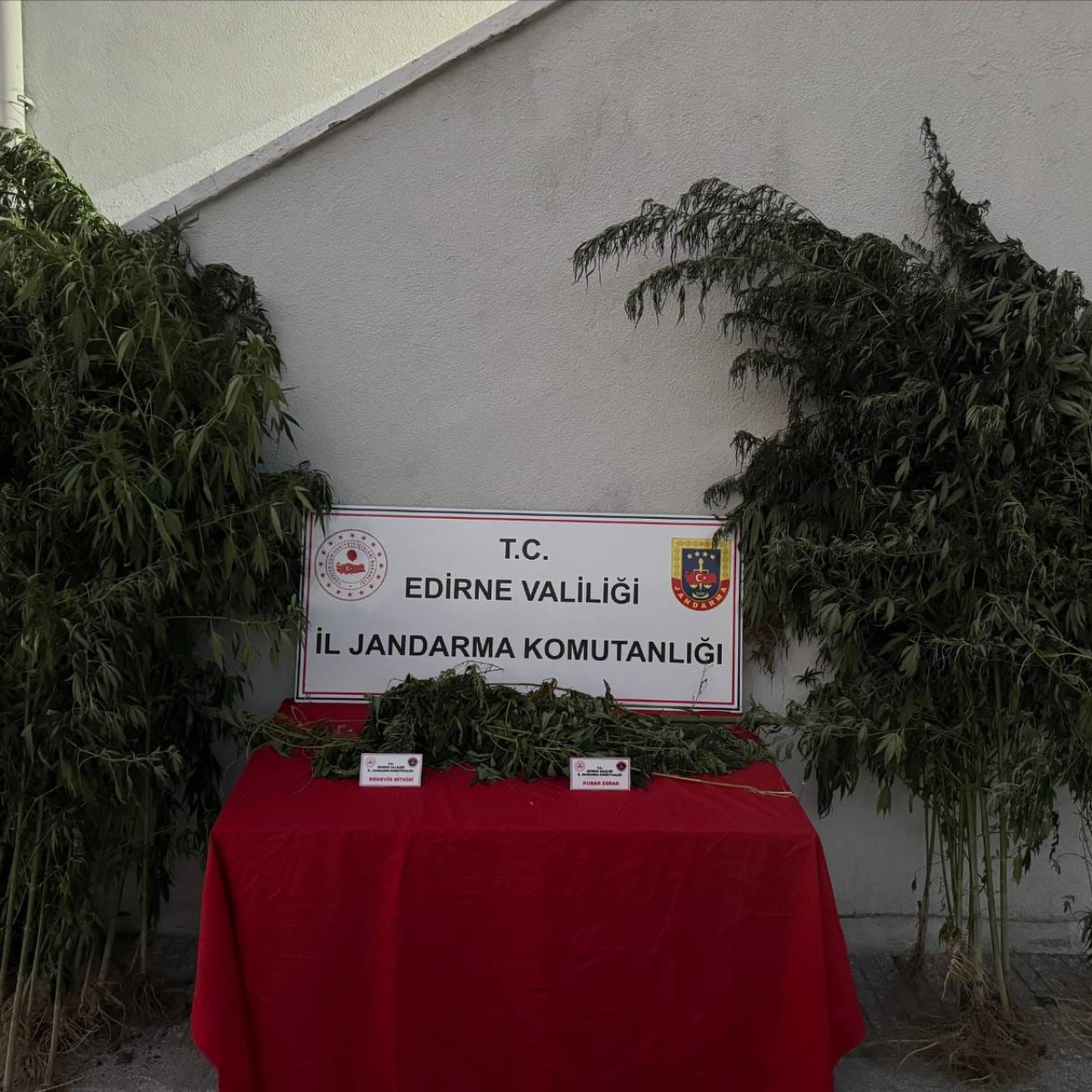 Kenevir sularken yakalandı! haber görseli