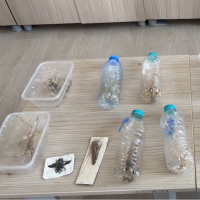 Canlı çekirge toplanması ile ilgili 'genetik çalışma' uyarısı!