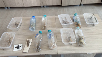Canlı çekirge toplanması ile ilgili 'genetik çalışma' uyarısı!