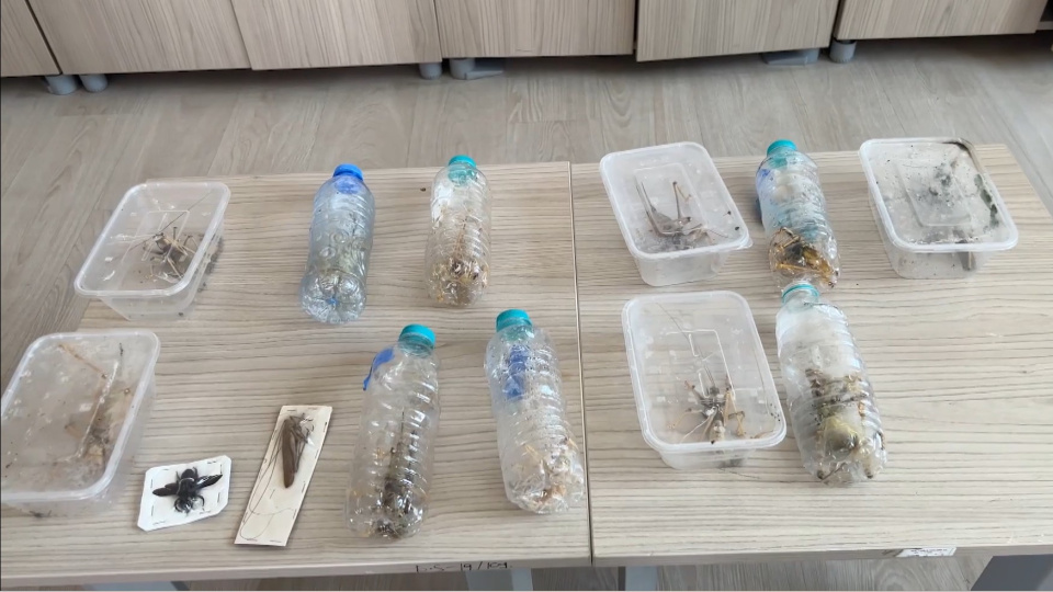 Canlı çekirge toplanması ile ilgili 'genetik çalışma' uyarısı!