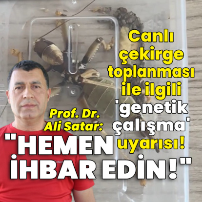 Canlı çekirge toplanması ile ilgili 'genetik çalışma' uyarısı!