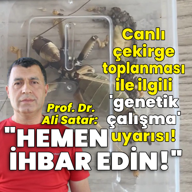 Canlı çekirge toplanması ile ilgili 'genetik çalışma' uyarısı!