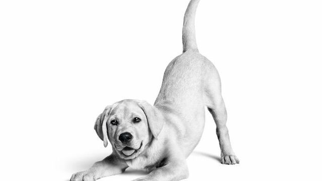 Royal Canin Türkiye'de 10. yılını kutluyor