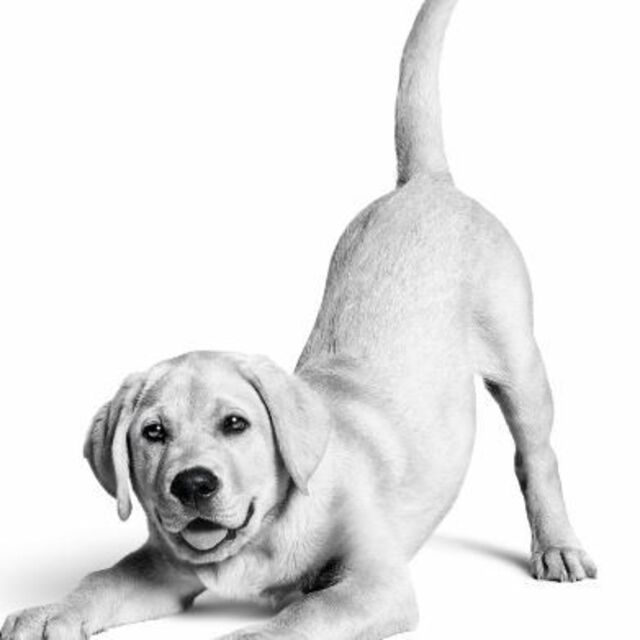 Royal Canin Türkiye’de 10. yılını kutluyor