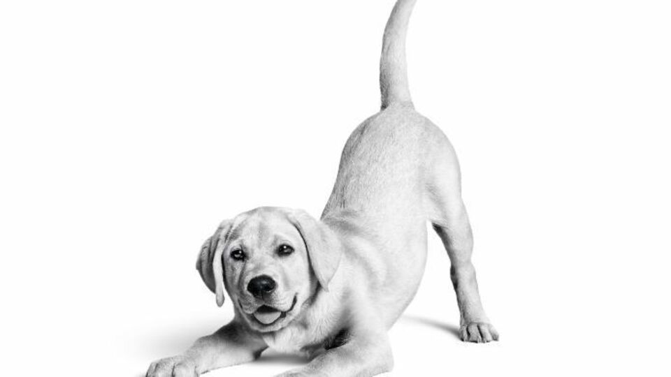 Royal Canin Türkiye'de 10. yılını kutluyor