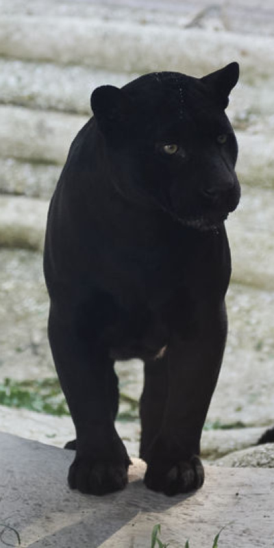 Siyah jaguar yavrusu görücüye çıktı