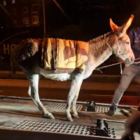 Protokol Yolu'nda bulunan eşek çekiciyle yediemine çekildi
