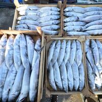 Karadeniz'de palamut bolluğu