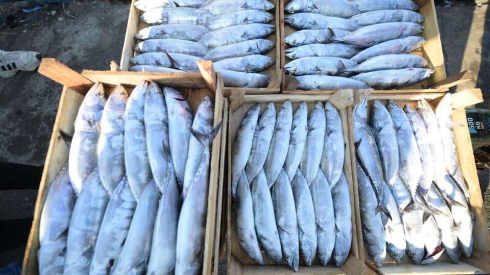 Karadeniz'de palamut bolluğu