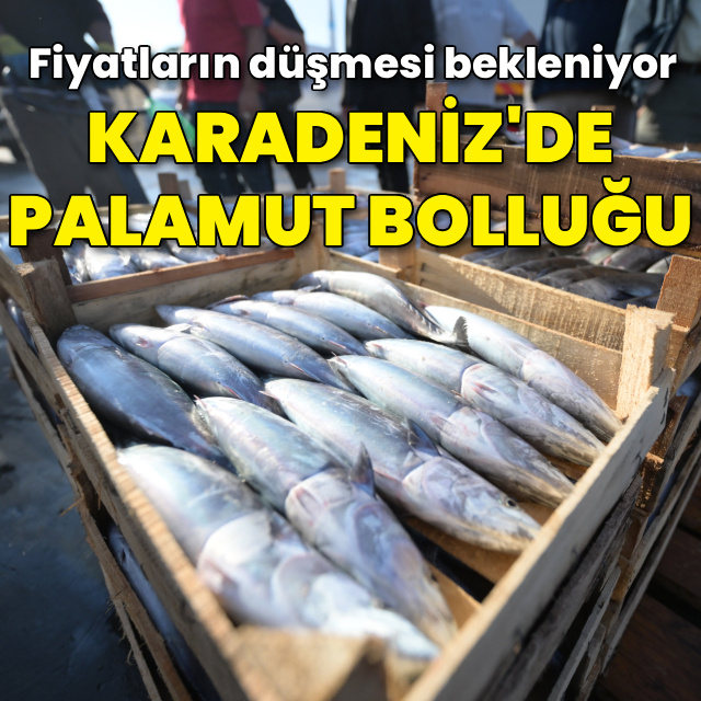 Karadeniz'de palamut bolluğu