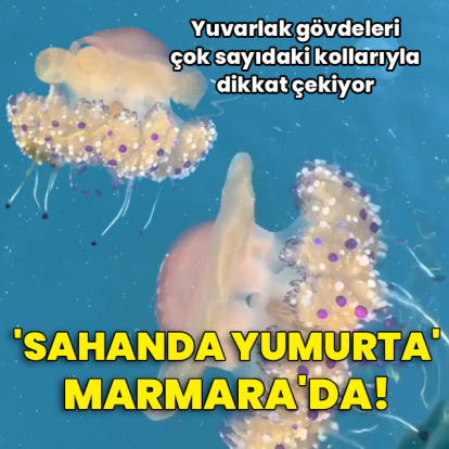 'Sahanda yumurta' Marmara'da