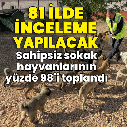 Sahipsiz sokak hayvanlarının yüzde 98'i toplandı