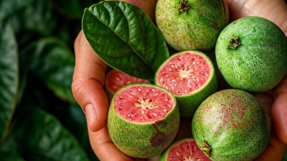 LifeCell Farma, geliştirdiği guava bazlı formülle alana yeni bir yaklaşım getirmeyi hedefliyo