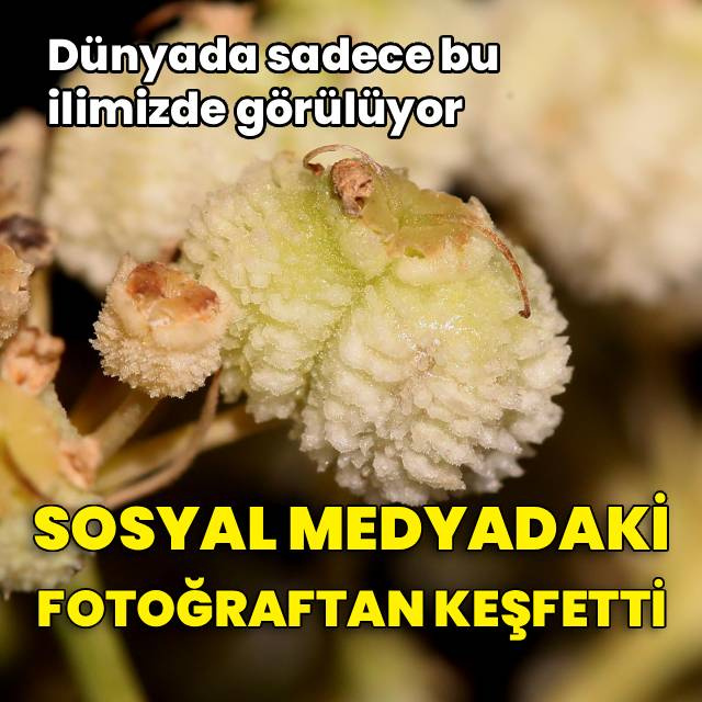 Sosyal medyadaki fotoğraftan keşfetti!