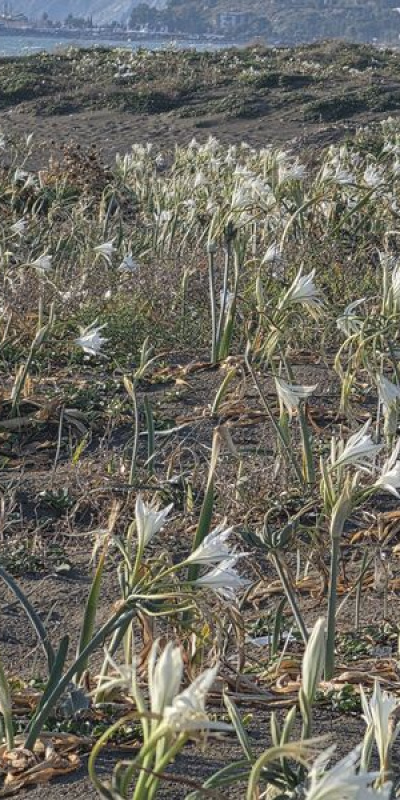 Hatay sahilini kapladı... Sakın koparmayın!