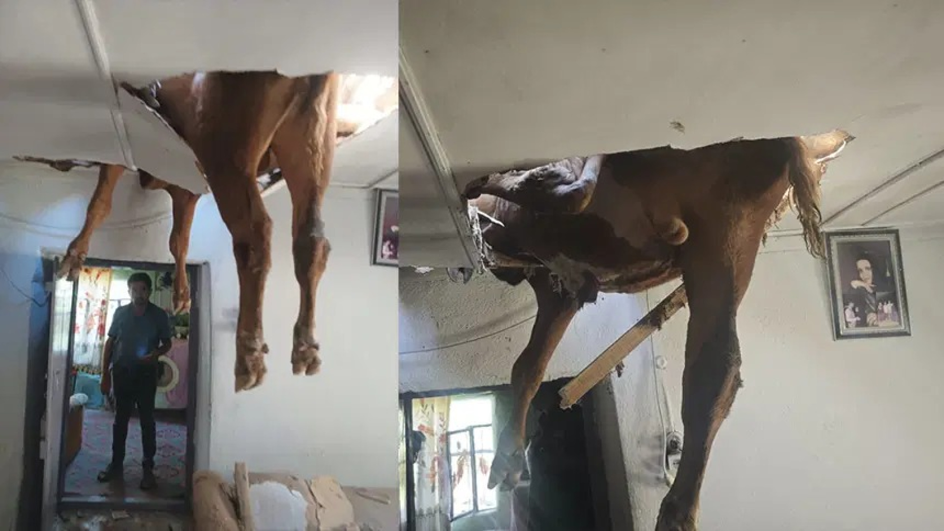 Evin çatısından boğa girdi haber görseli