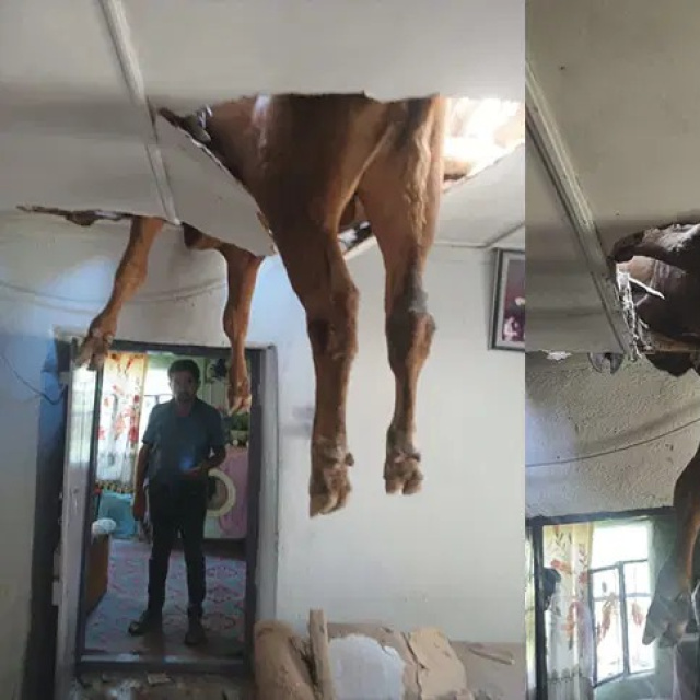 Evin çatısından boğa girdi