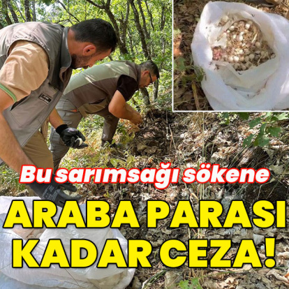 Bu sarımsağı sökene araba parası kadar ceza!