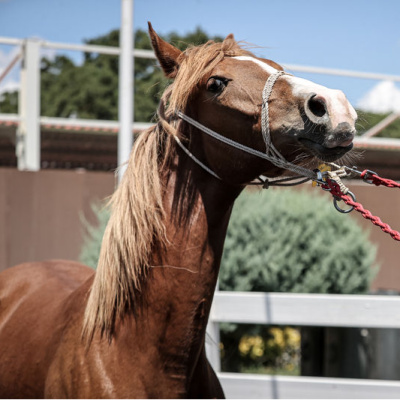 TİGEM 17 safkan Arap tayı satacak