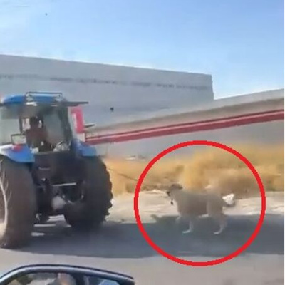 Vicdansızlık! Köpeği traktöre iple bağlayıp koşturdu