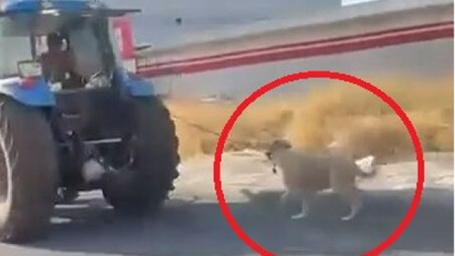 Vicdansızlık! Köpeği traktöre iple bağlayıp koşturdu