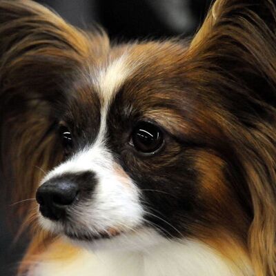 Rüyada köpek görmek ne anlama gelir?
