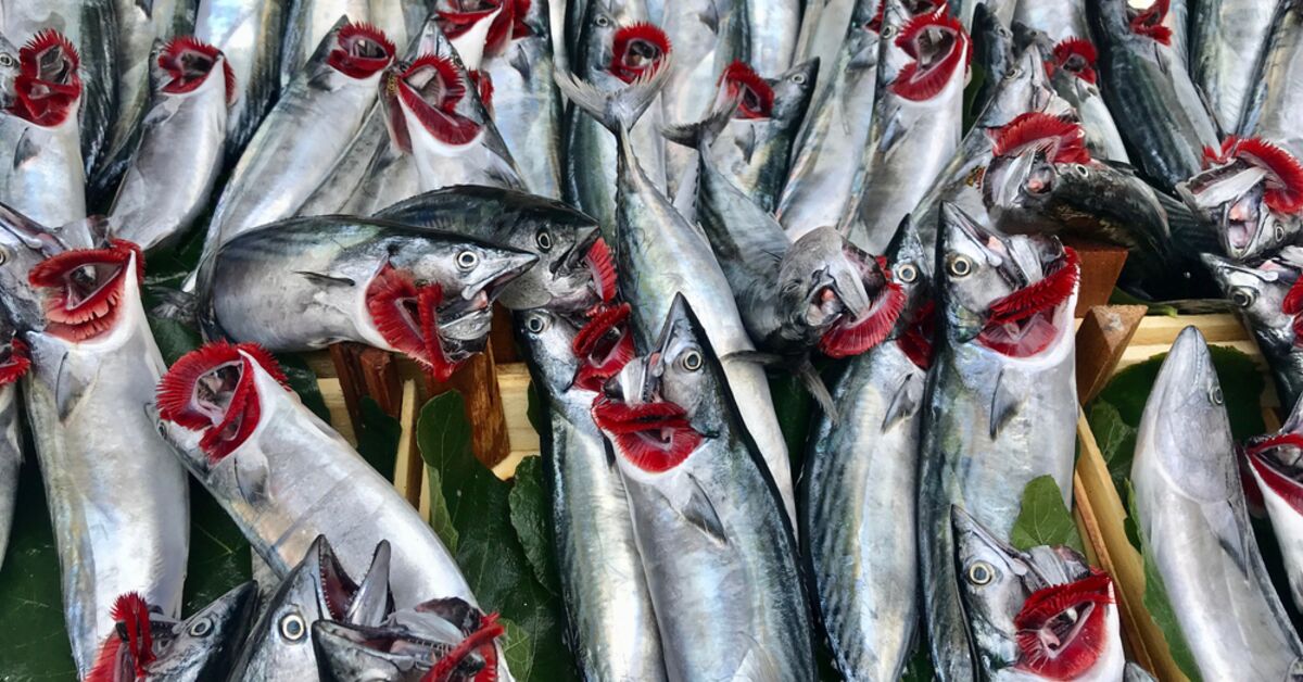 Balıkçılarda bolluk krizi