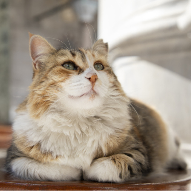 Rüyada kedi görmek ne anlama gelir?
