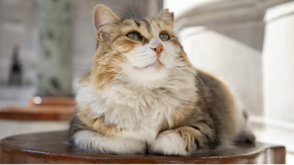 Rüyada kedi görmek ne anlama gelir?