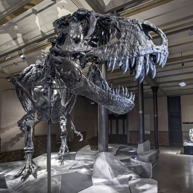 T-Rex ile insanlarla şaşırtan benzerlik!