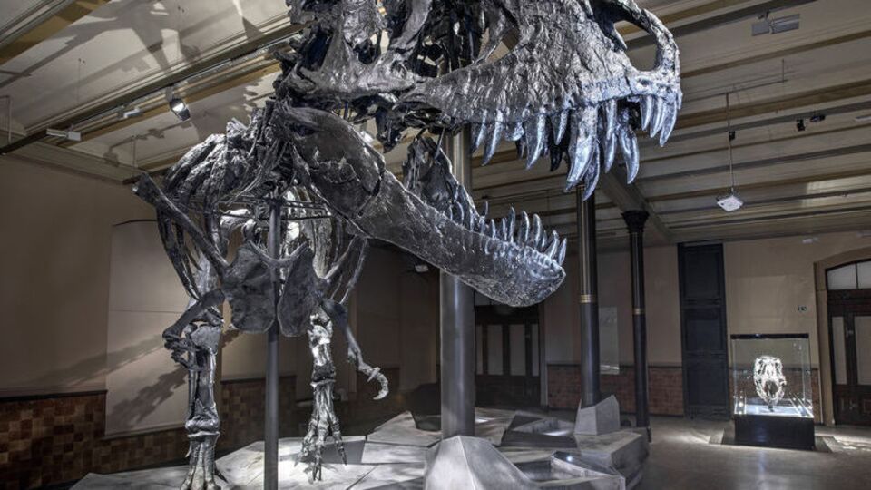 T-Rex ile insanlarla şaşırtan benzerlik!