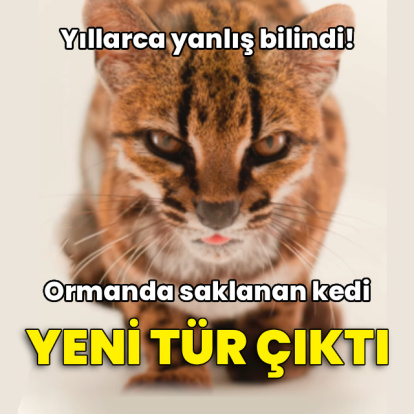 Ormanda saklanan kedi yeni tür çıktı
