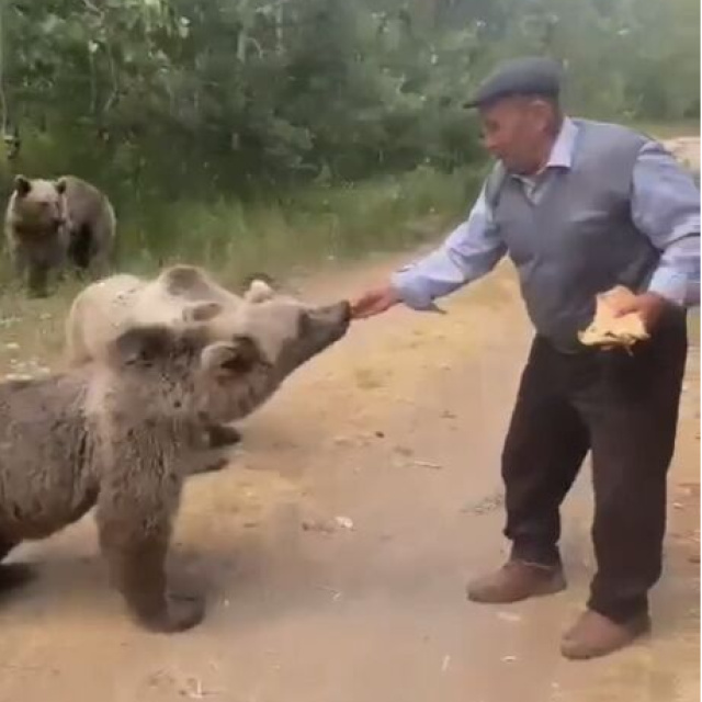 Bozayıya kedi muamelesi! Elleriyle pide verdi...