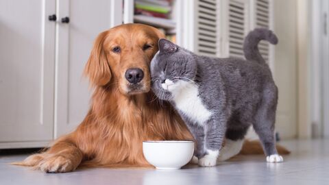Okula dönüşte kedi ve köpeklerin de rutini değişiyor